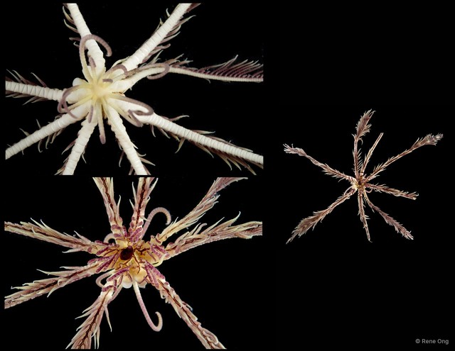 Amphimetra sp. "cf. discoidea" • © Rene Ong • All Rights Reserved
