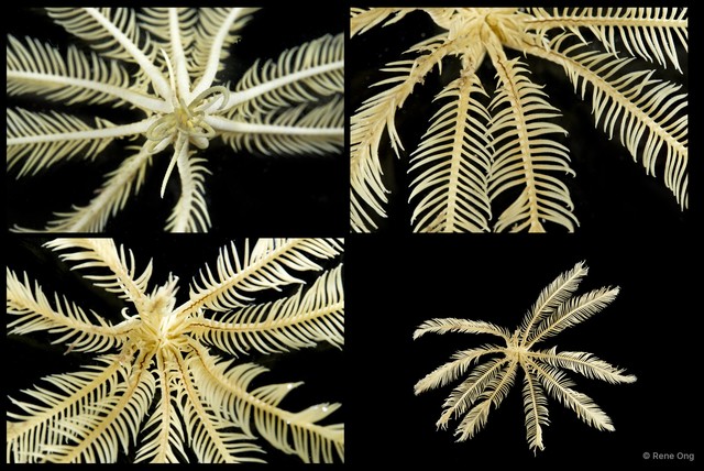 Amphimetra sp. "cf. discoidea"