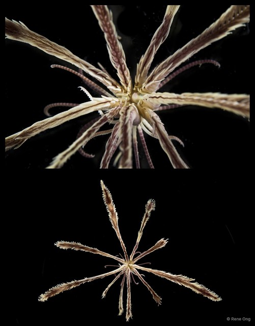 Amphimetra ensifer