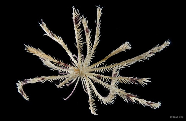 Heterometra sp. "1"