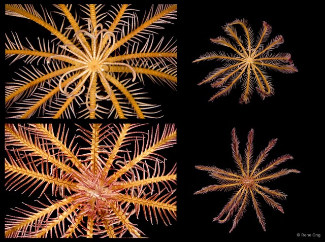Heterometra sp. "cf. crenulata"