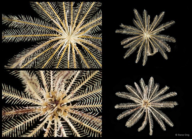 Heterometra sp. "cf. crenulata"