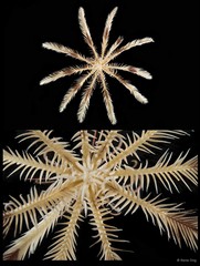 Heterometra sp. "cf. crenulata" • © Rene Ong • All Rights Reserved