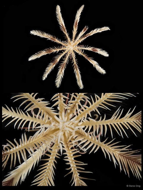 Heterometra sp. "cf. crenulata"
