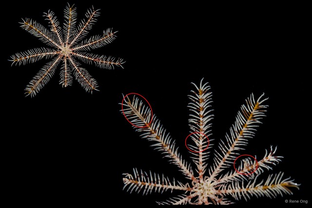Himerometra sp. "cf. bartschi"