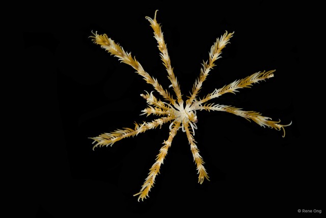 Himerometra sp. "cf. bartschi" • © Rene Ong • All Rights Reserved