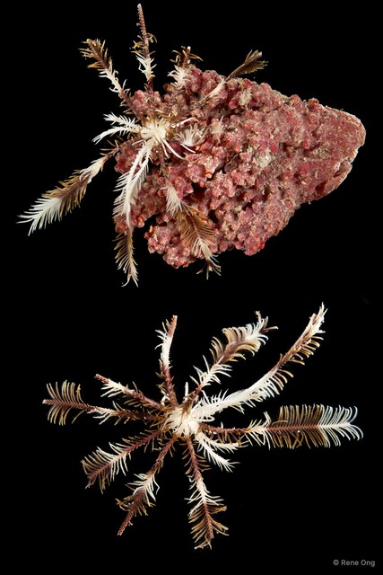 Himerometra sp. "cf. bartschi"