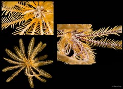 Himerometra sp. "cf. bartschi" • © Rene Ong • All Rights Reserved