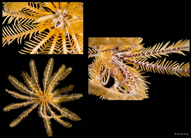 Himerometra sp. "cf. bartschi"