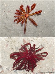Himerometra robustipinna • © Ria Tan • All Rights Reserved
