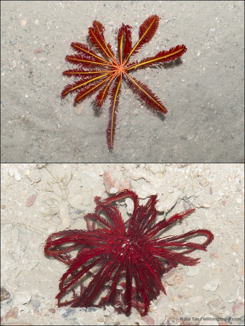 Himerometra robustipinna
