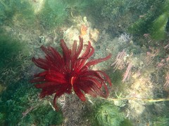 Himerometra robustipinna • © Rene Ong • All Rights Reserved