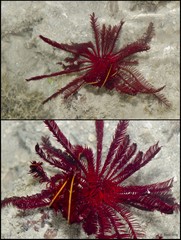 Himerometra robustipinna • © Rene Ong • All Rights Reserved