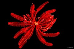 Himerometra robustipinna