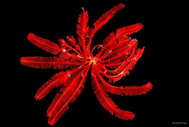 Himerometra robustipinna • © Rene Ong • All Rights Reserved