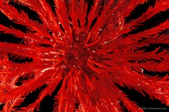 Himerometra robustipinna • © CMBS photography team • All Rights Reserved