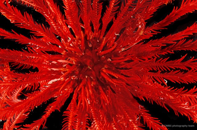 Himerometra robustipinna