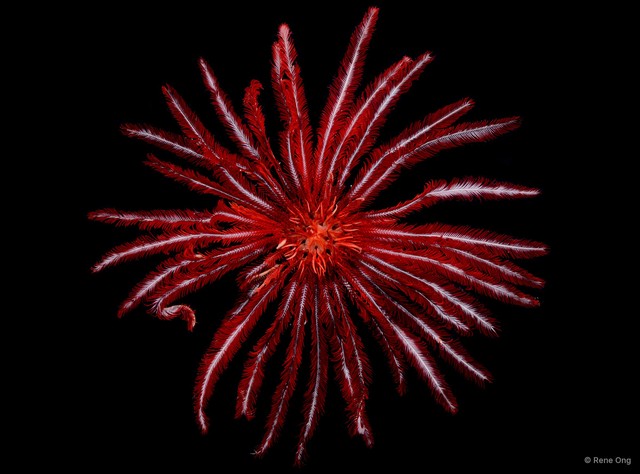 Himerometra robustipinna