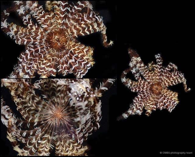 Mariametridae sp. "Dichrometra/Liparometra" • © CMBS photography team • All Rights Reserved