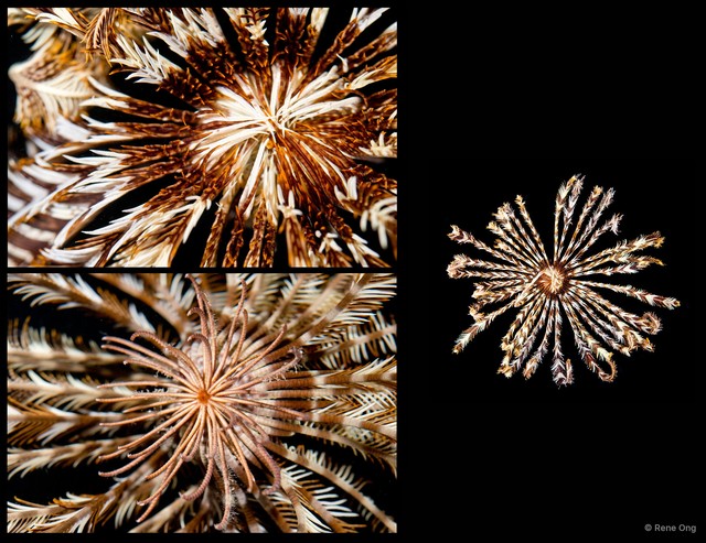 Dichrometra flagellata • © Rene Ong • All Rights Reserved