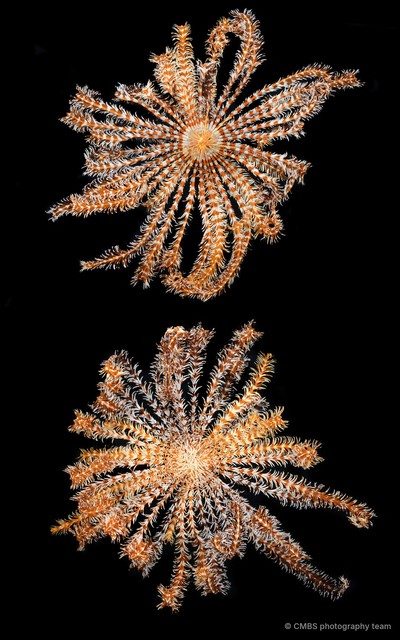 Dichrometra flagellata