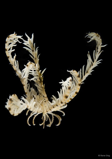 Dichrometra palmata • © Rene Ong • All Rights Reserved