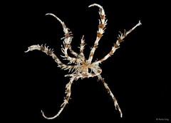 Dichrometra palmata • © Rene Ong • All Rights Reserved