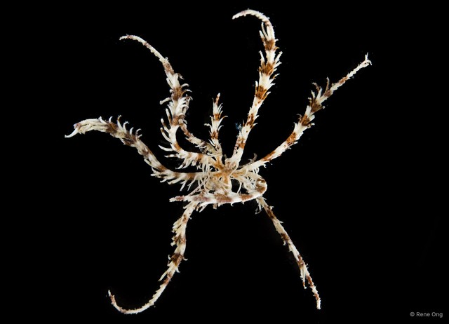 Dichrometra palmata