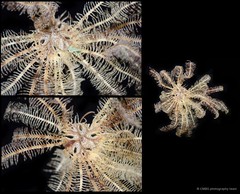 Dichrometra palmata • © CMBS photography team • All Rights Reserved