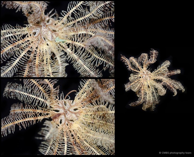 Dichrometra palmata