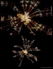 Dichrometra palmata • © CMBS photography team • All Rights Reserved