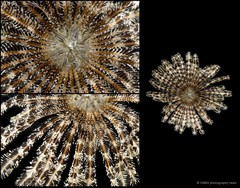 Dichrometra palmata • © CMBS photography team • All Rights Reserved
