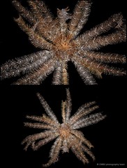 Stephanometra indica