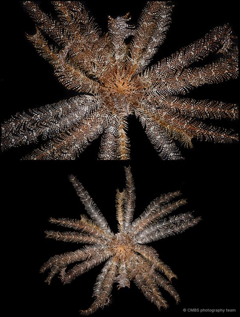 Stephanometra indica • © CMBS photography team • All Rights Reserved