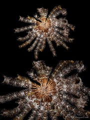 Stephanometra indica • © CMBS photography team • All Rights Reserved