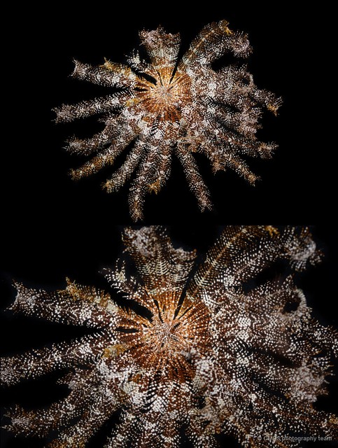 Stephanometra indica
