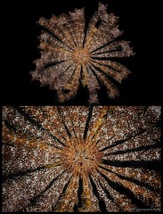 Stephanometra indica • © CMBS photography team • All Rights Reserved