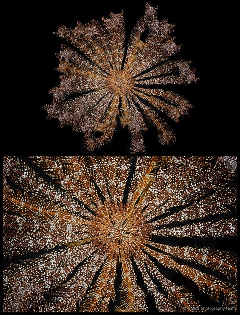 Stephanometra indica