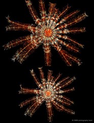 Stephanometra indica • © CMBS photography team • All Rights Reserved