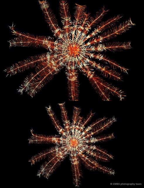 Stephanometra indica