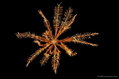 Stephanometra indica • © CMBS photography team • All Rights Reserved
