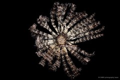 Stephanometra indica • © CMBS photography team • All Rights Reserved