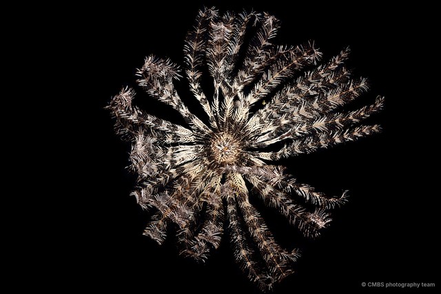 Stephanometra indica