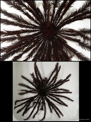 Stephanometra tenuipinna