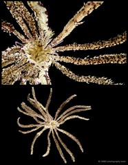 Zygometra comata • © CMBS photography team • All Rights Reserved