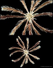 Zygometra comata • © CMBS photography team • All Rights Reserved