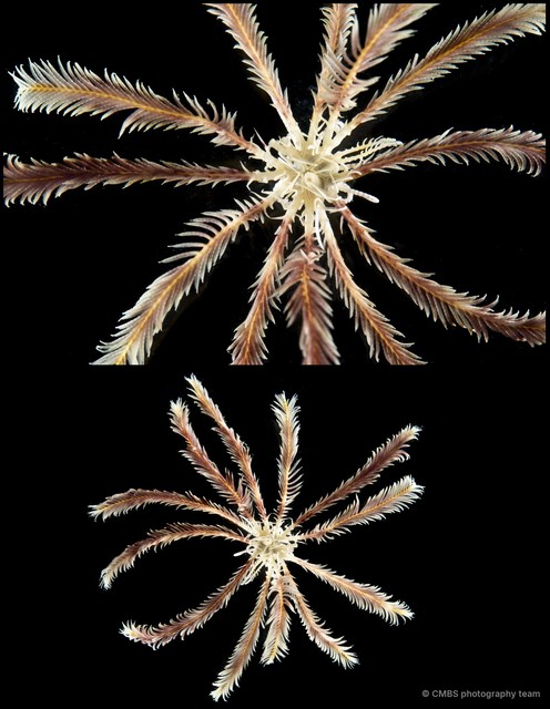 Zygometra comata