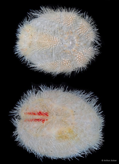 Echinoidea sp. "4815DR1-015" • © Arthur Anker • All Rights Reserved