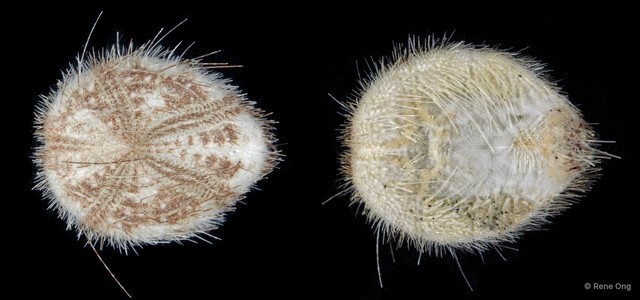 Echinoidea sp. "Heart urchin 1" • © Rene Ong • All Rights Reserved