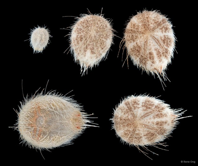 Echinoidea sp. "Heart urchin 2" • © Rene Ong • All Rights Reserved